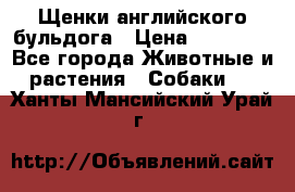 Щенки английского бульдога › Цена ­ 40 000 - Все города Животные и растения » Собаки   . Ханты-Мансийский,Урай г.